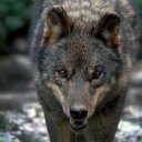 akifsaka46 adlı kullanıcı